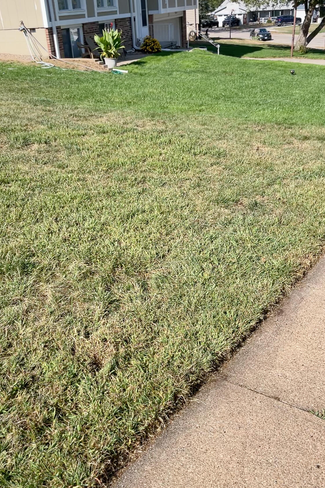 A brown, dry lawn next to a green, well watered lawn.